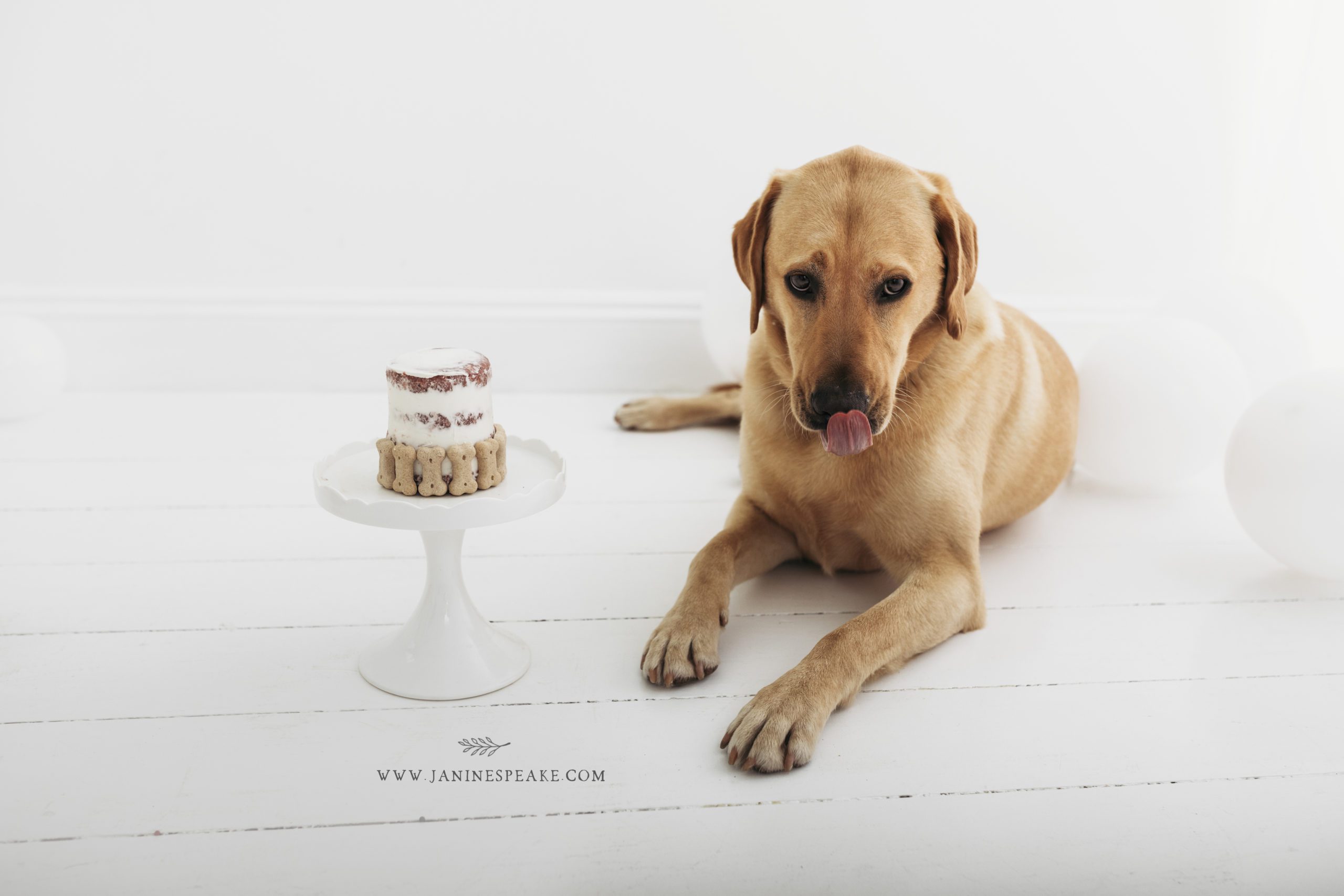 Dog Cake Smash Photography | Oswestry Shropshire Photographer