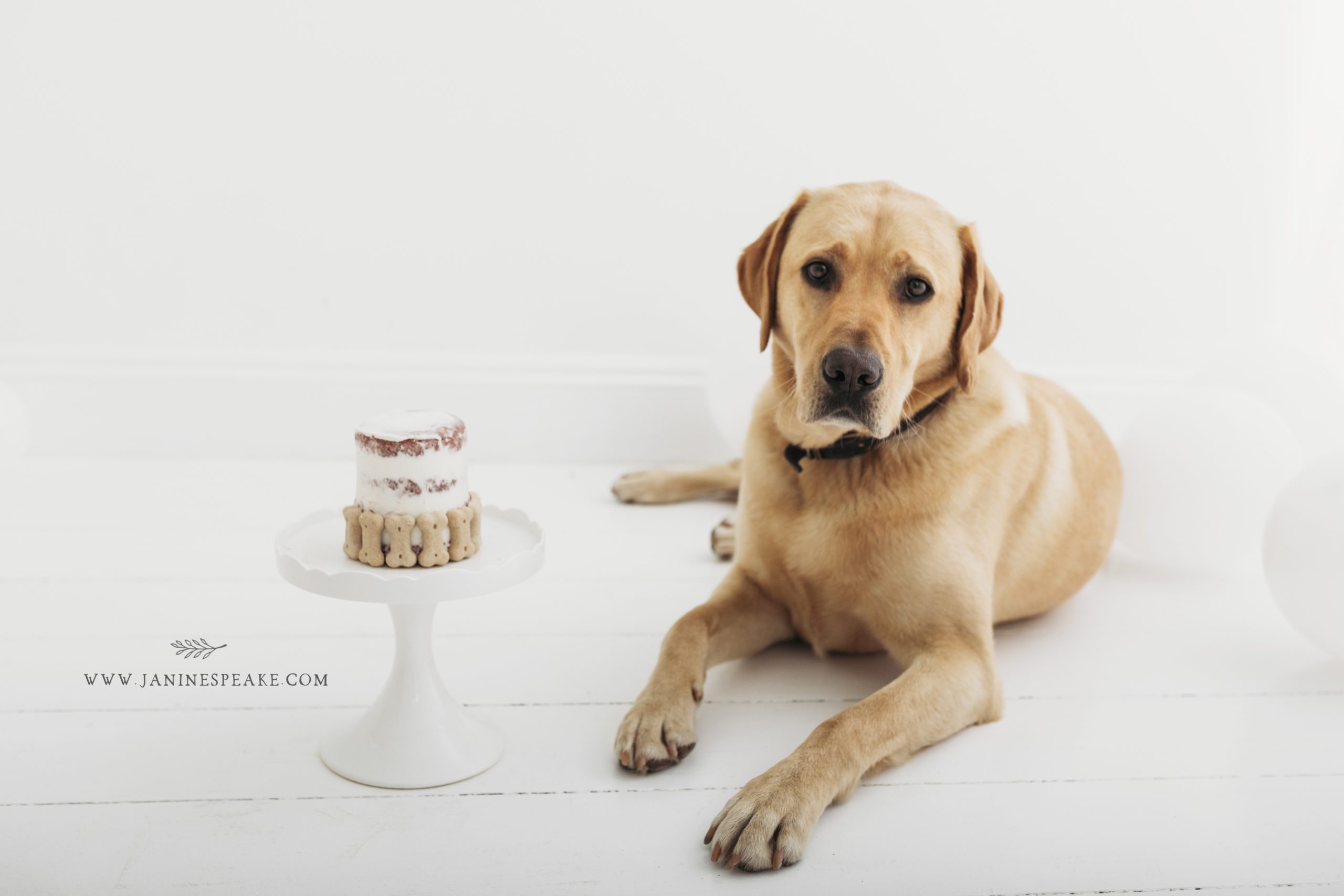 Dog Cake Smash Photography | Oswestry Shropshire Photographer